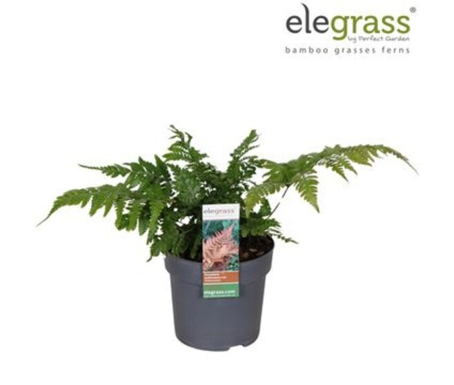 DRYOPTERIS ERYTHROSORA