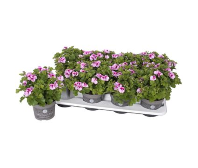PELARGONIUM GRANDIFLORUM ANGEL LEXI