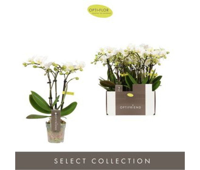 PHALAENOPSIS 3BR MF BLANC