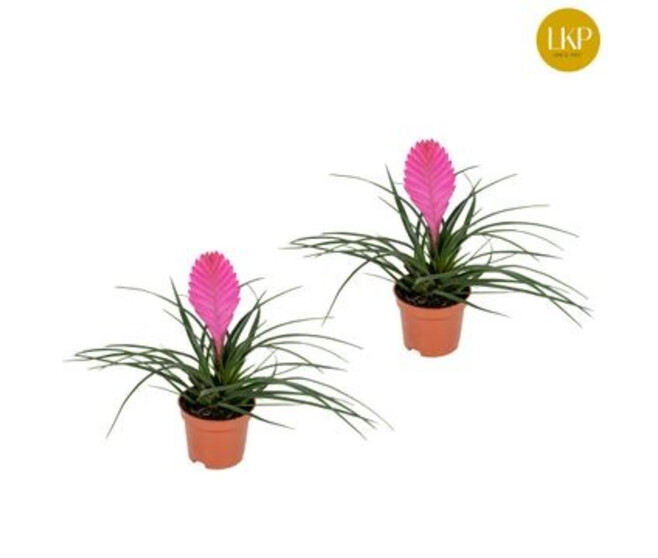 TILLANDSIA CYANEA VINCENT