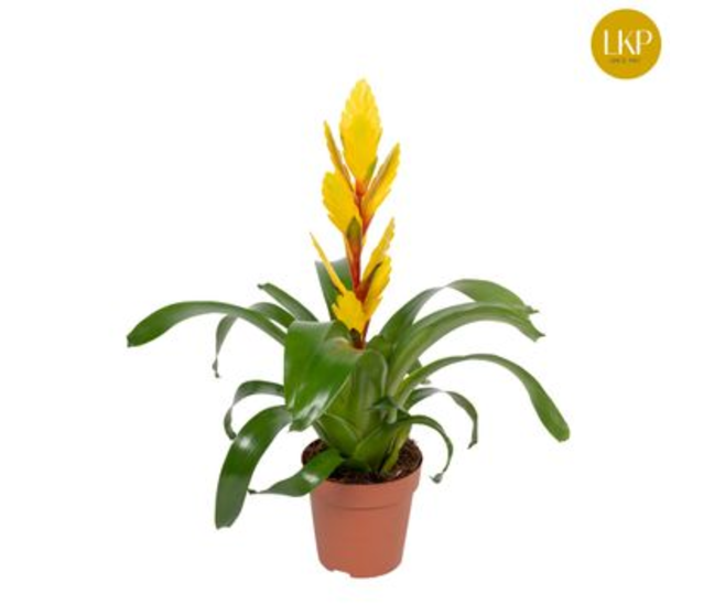 VRIESEA VISION