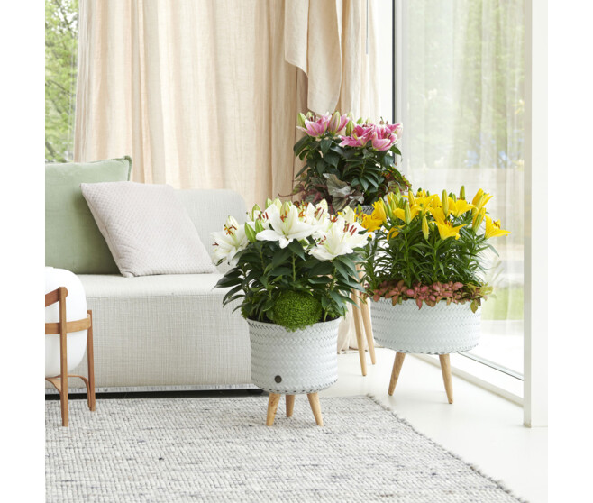 LILIUM VARIE 3PP