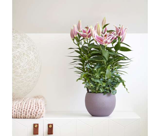 LILIUM ROSE 5PP