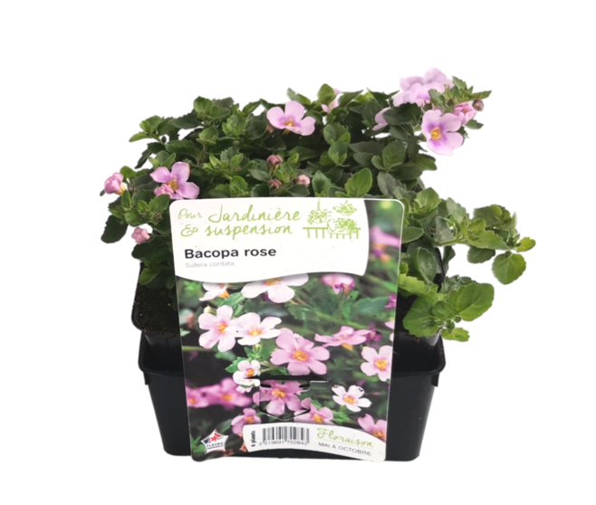 BACOPA ROSE BQ6
