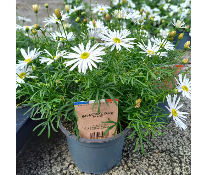 BRACHYSCOME BLANC