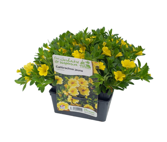 CALIBRACHOA JAUNE BQ6