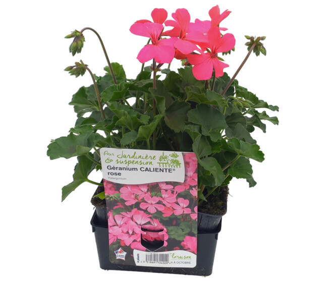 GERANIUM ZONAL CALIENTE ROSE BQ6