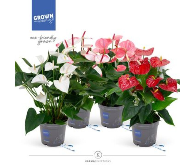 ANTHURIUM ANDREANUM VARIE