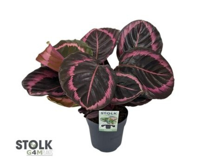 CALATHEA CRIMSON JESSY