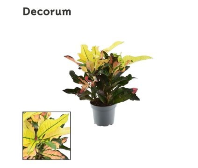 CROTON WILMA