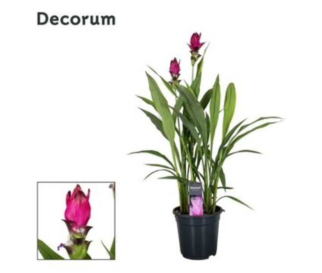CURCUMA 2FL