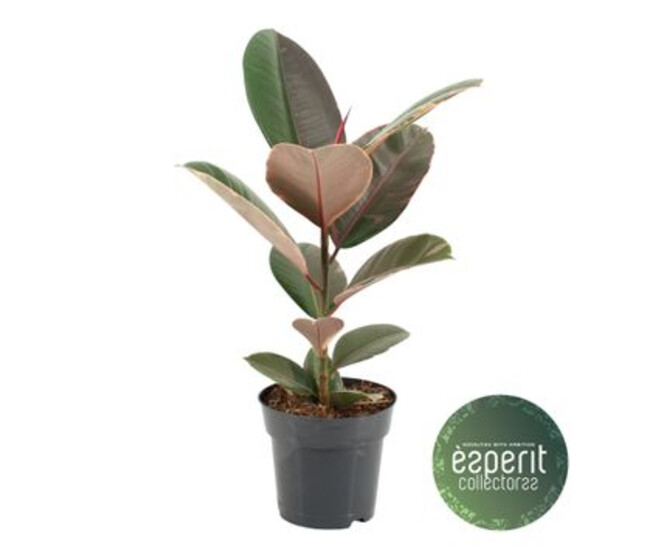 FICUS PINK CAMOUFLAGE