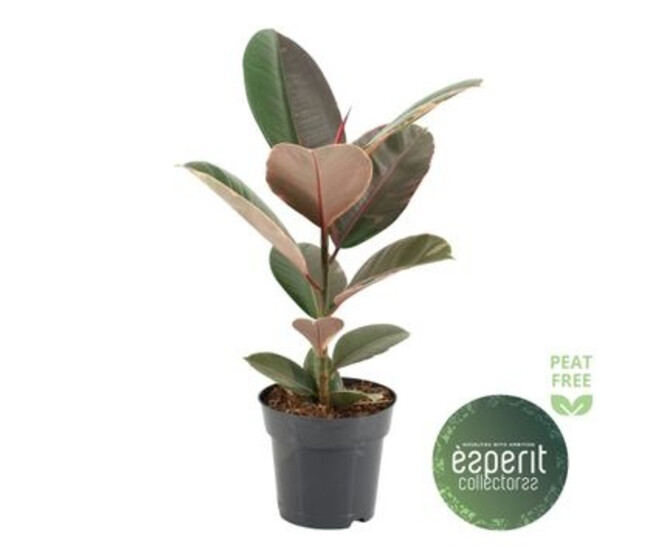 FICUS PINK CAMOUFLAGE