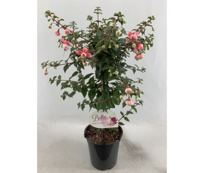 FUCHSIA ELMA TIGE