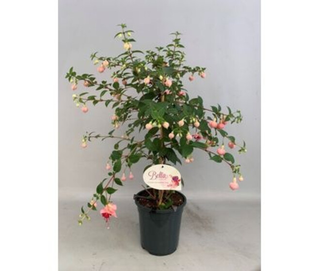 FUCHSIA PAULA JANE TIGE
