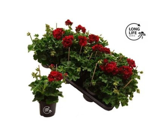GERANIUM ZONAL DARK RED