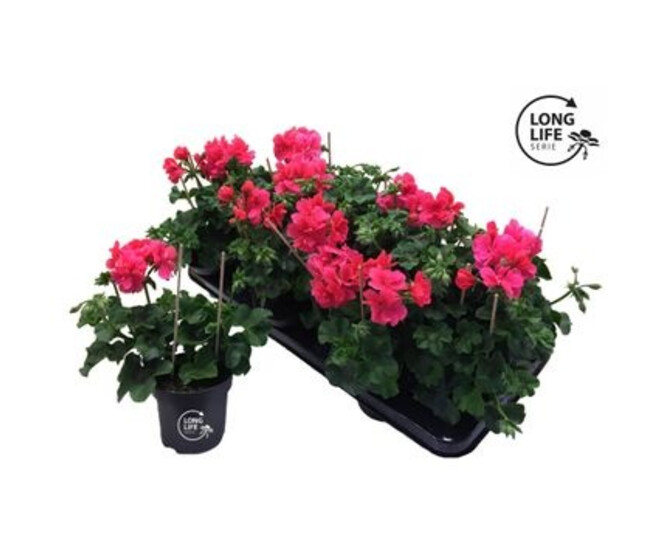 GERANIUM LIERRE DBLE ROSE