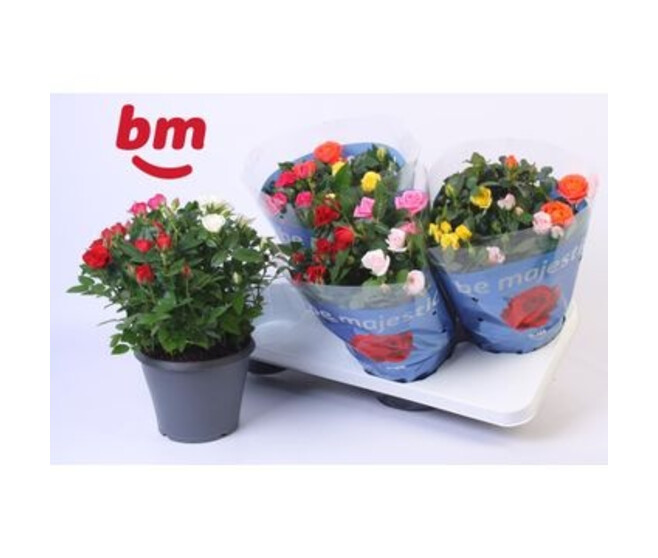 ROSIER BEAUMONDE CARNAVAL