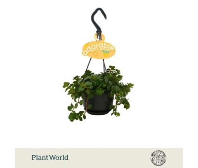 SEDUM MAKINOI TORNADO SUSP