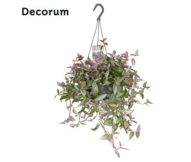 TRADESCANTIA PINK HILL SUSP