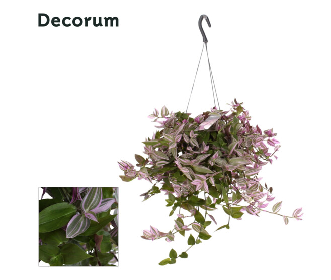 TRADESCANTIA PINK HILL SUSP