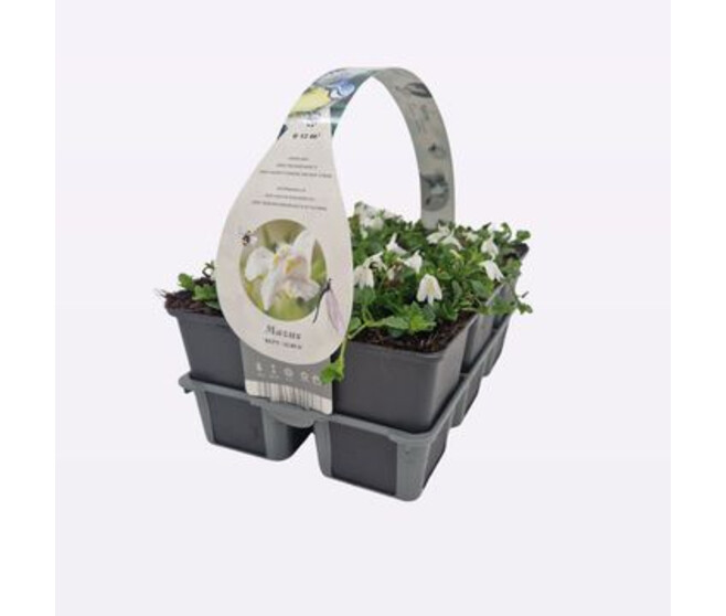 MAZUS REPTANS ALBUS BQ6