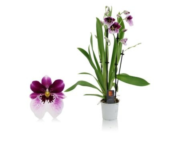 MILTONIA 4BR PRINCESS DIANA