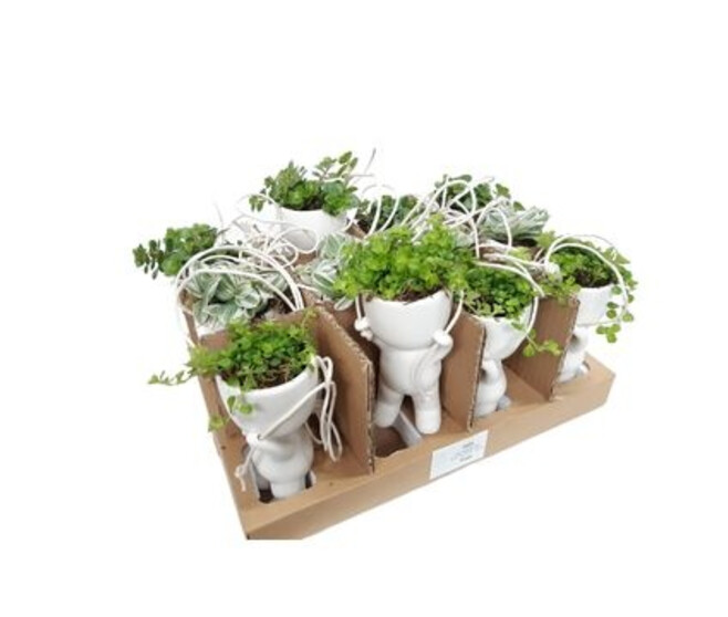 PLANTE VERTE CERAM SUSP