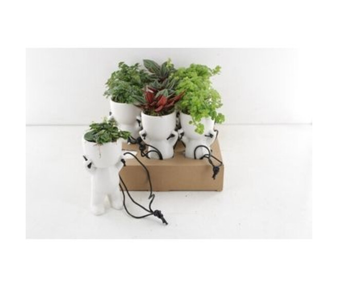 PLANTE VERTE CERAM SUSP