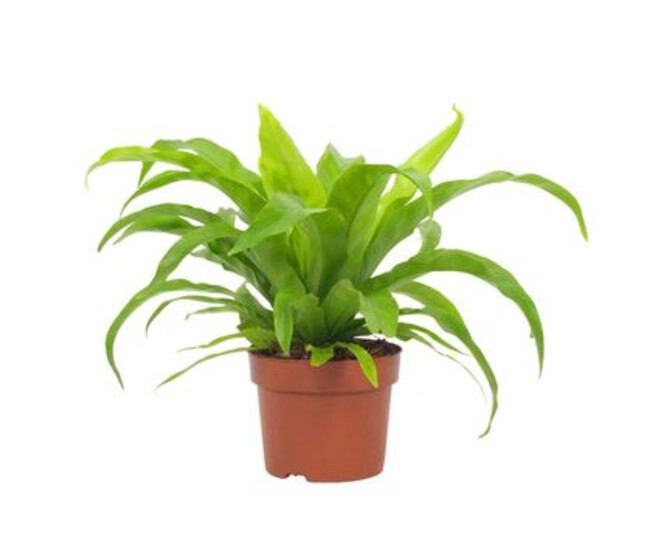 ASPLENIUM ANTIQUUM