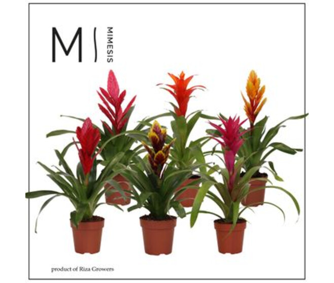 BROMELIACEE VARIE
