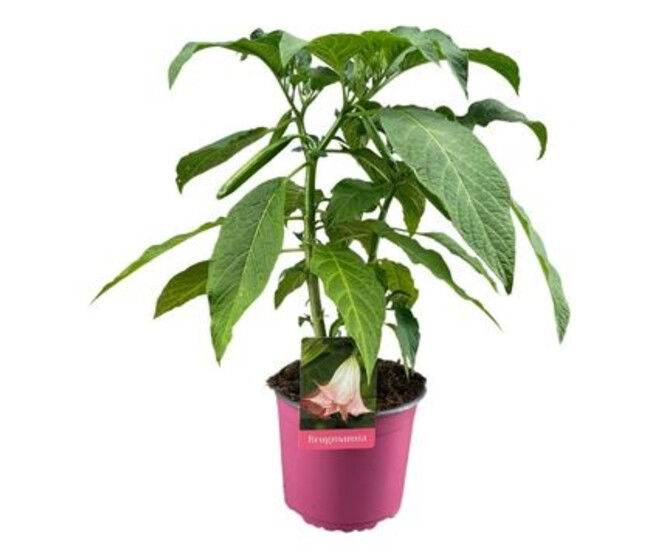 BRUGMANSIA ROSE