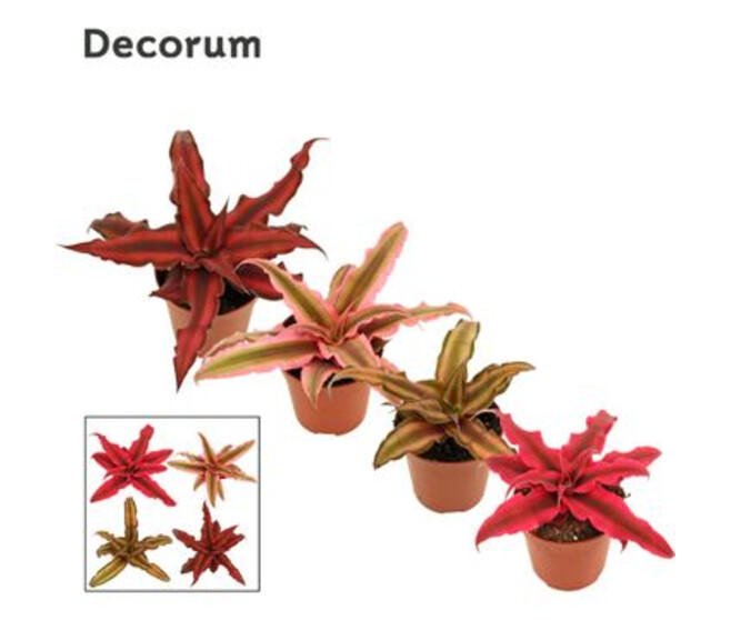 CRYPTANTHUS VARIE