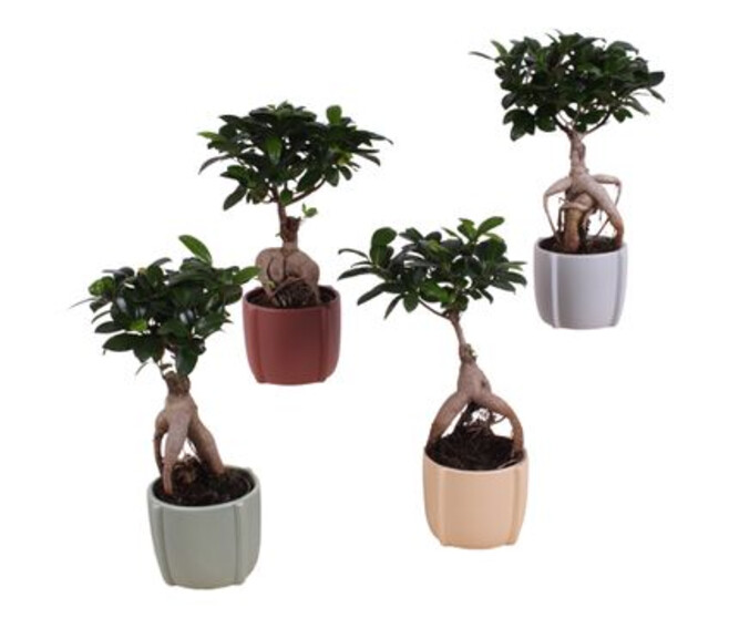 FICUS GINSENG CERAM