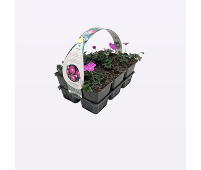GERANIUM SANGUINEUM BQ6