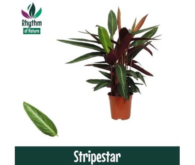 CALATHEA STROMANTHE STRIPESTAR