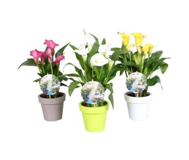 ARUM COULEUR P COLORE