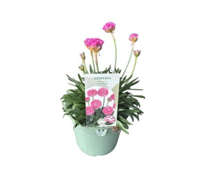 ARMERIA PSEUDARMERIA DAYDREAM
