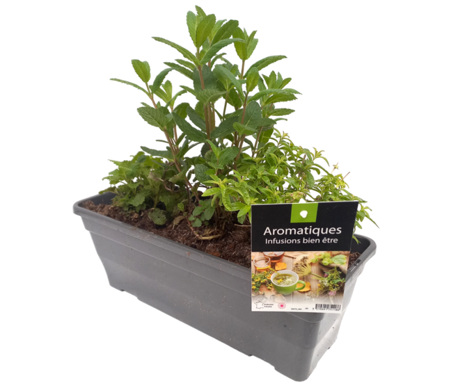 AROMATIQUES MELANGE INFUSION