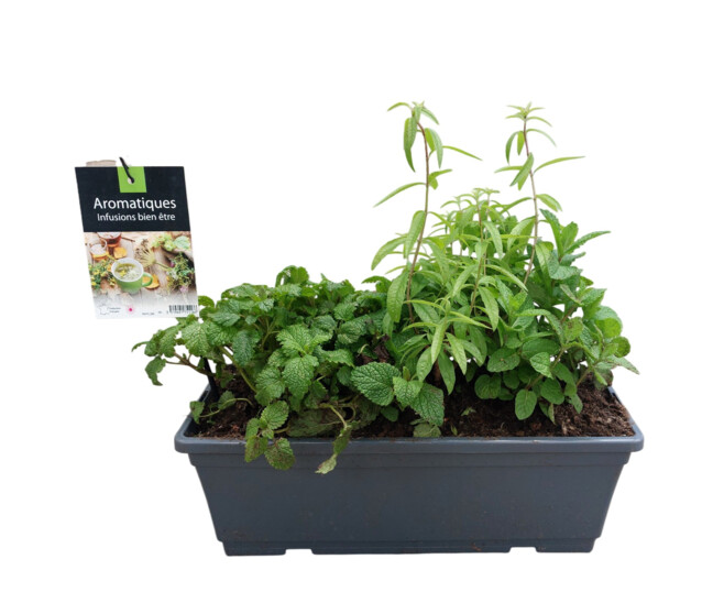 AROMATIQUES MELANGE INFUSION