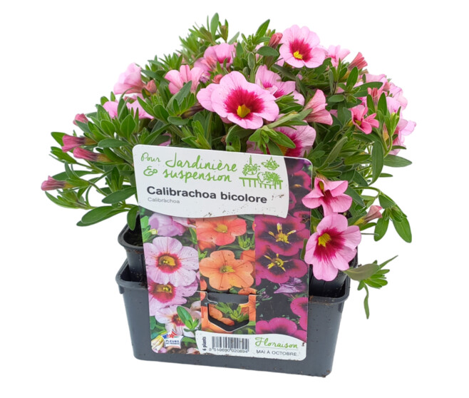 CALIBRACHOA 2COULEURS BQ6
