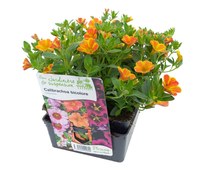 CALIBRACHOA 2COULEURS BQ6