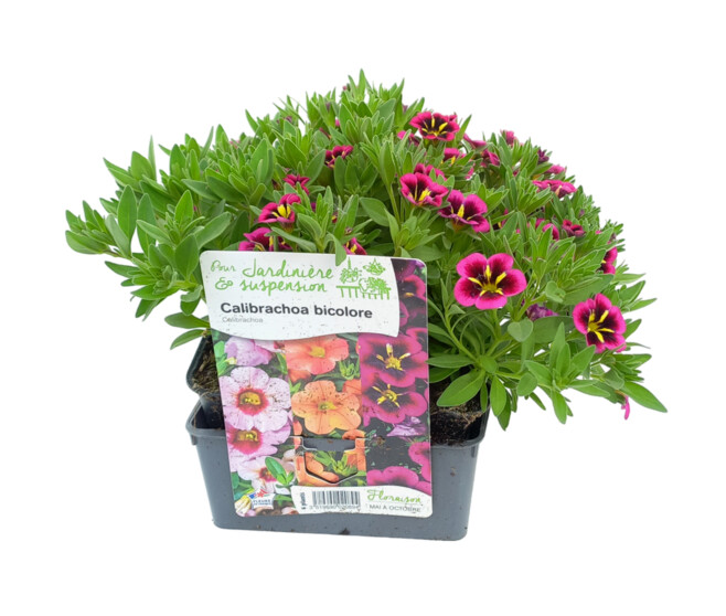 CALIBRACHOA 2COULEURS BQ6