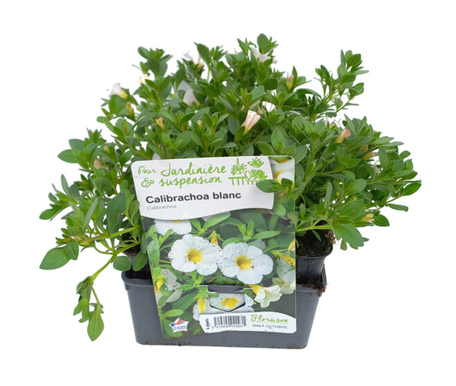 CALIBRACHOA BLANC BQ6