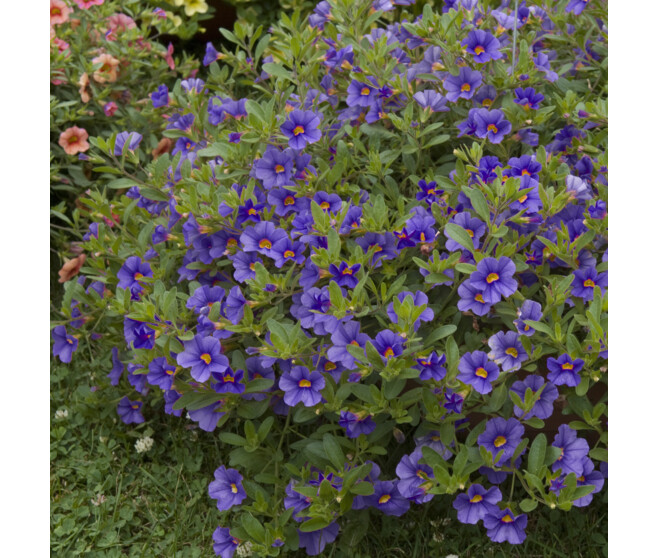 CALIBRACHOA BLEU FONCE BQ6