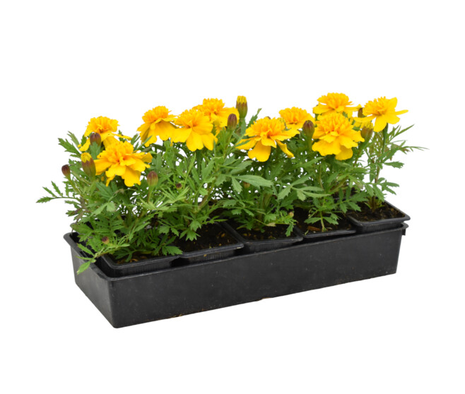 ROSE D INDE BQ10 JAUNE