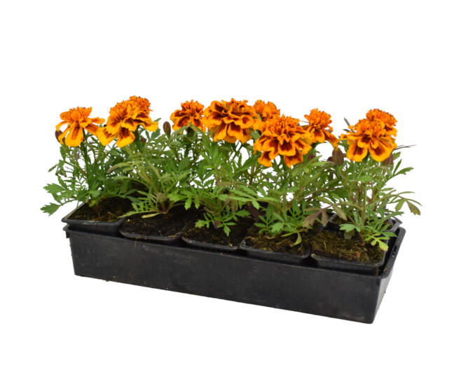 ROSE D INDE BQ10 ORANGE