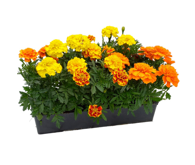 ROSE D INDE BQ10 ORANGE