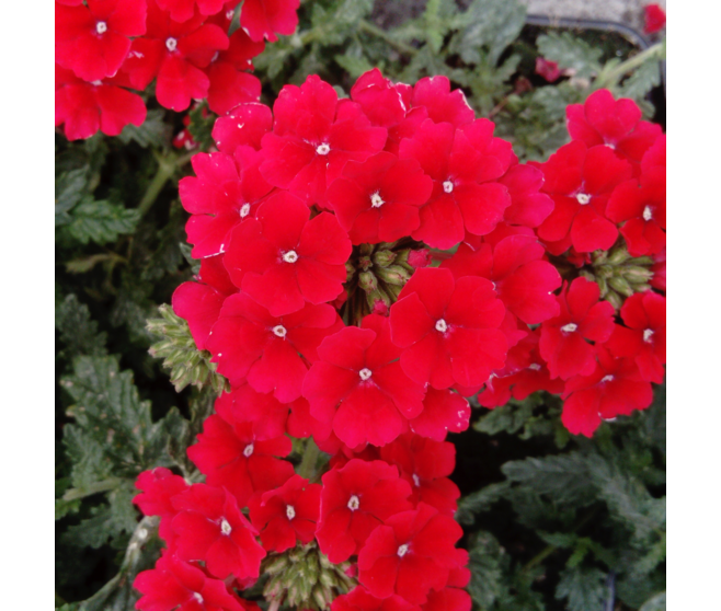 VERVEINE RETOMBANT ROUGE BQ6