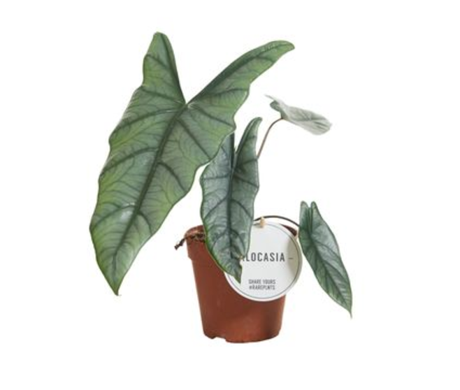 ALOCASIA HETEROPHILLA